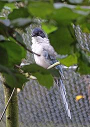 Picture/image of Azure-winged Magpie
