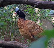 Picture/image of Helmeted Curassow
