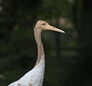 Picture/image of Red-crowned Crane