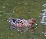 Picture/image of Eurasian Wigeon