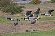 Picture/image of Canada Goose