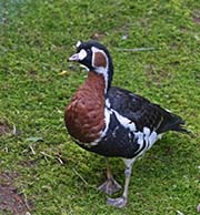 Picture/image of Red-breasted Goose