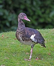 Picture/image of Spur-winged Goose