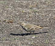 Picture/image of American Pipit