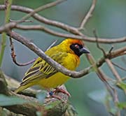 Picture/image of Southern Masked Weaver