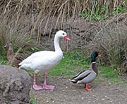 Picture/image of Coscoroba Swan
