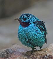 Picture/image of Spangled Cotinga