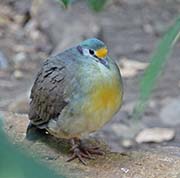Sulawesi Ground-Dove