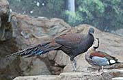 Picture/image of Mountain Peacock-Pheasant