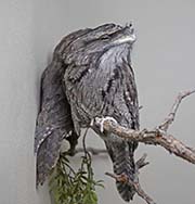 Picture/image of Tawny Frogmouth
