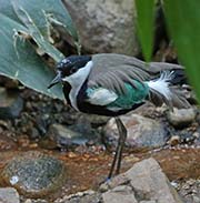 Picture/image of Spur-winged Lapwing