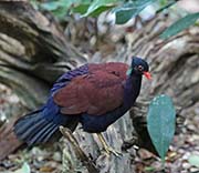 Picture/image of Green-naped Pheasant Pigeon