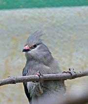 Picture/image of Blue-naped Mousebird