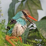 Picture/image of Blue-breasted Kingfisher