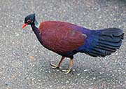 Picture/image of Green-naped Pheasant Pigeon
