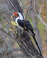 Picture/image of Von der Decken's Hornbill