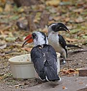 Picture/image of Von der Decken's Hornbill