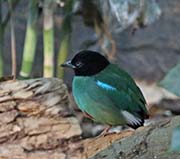 Picture/image of Hooded Pitta