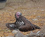 Picture/image of Lappet-faced Vulture