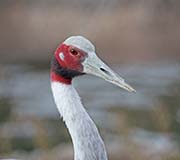 Picture/image of Sarus Crane