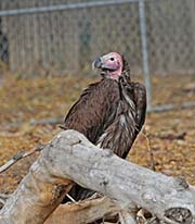 Picture/image of Lappet-faced Vulture