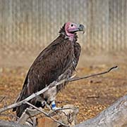 Picture/image of Lappet-faced Vulture