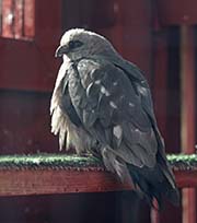 Picture/image of Mississippi Kite