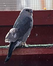 Picture/image of Mississippi Kite
