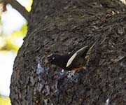 Picture/image of Painted Whitestart