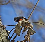 Picture/image of Painted Whitestart