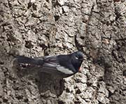 Picture/image of Painted Whitestart