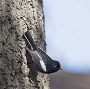 Picture/image of Painted Whitestart