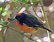 Picture/image of Crimson-breasted Finch