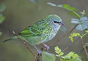Picture/image of Spotted Tanager