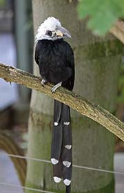 Picture/image of White-crested Hornbill
