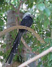 Picture/image of White-crested Hornbill