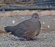 Picture/image of Stone Partridge