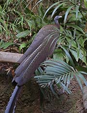 Picture/image of Great Argus