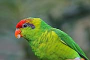 Picture/image of Iris Lorikeet