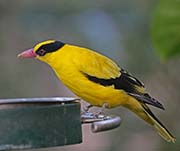 Picture/image of Black-naped Oriole