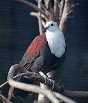 Picture/image of White-throated Ground-Dove