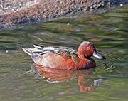 Picture/image of Cinnamon Teal