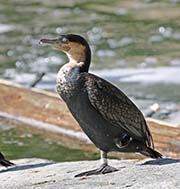  White-breasted Cormorant