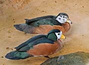 Picture/image of African Pygmy-goose