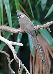 Picture/image of Speckled Mousebird