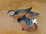 Picture/image of African Pygmy-goose