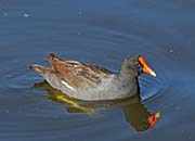 Picture/image of Common Gallinule
