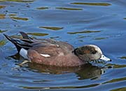 Picture/image of American Wigeon
