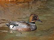 Picture/image of Falcated Duck