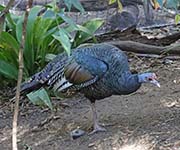 Picture/image of Ocellated Turkey